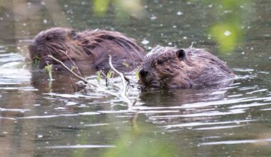 Beavers, moving deeper into the Far North, gnaw away at an Arctic way of life