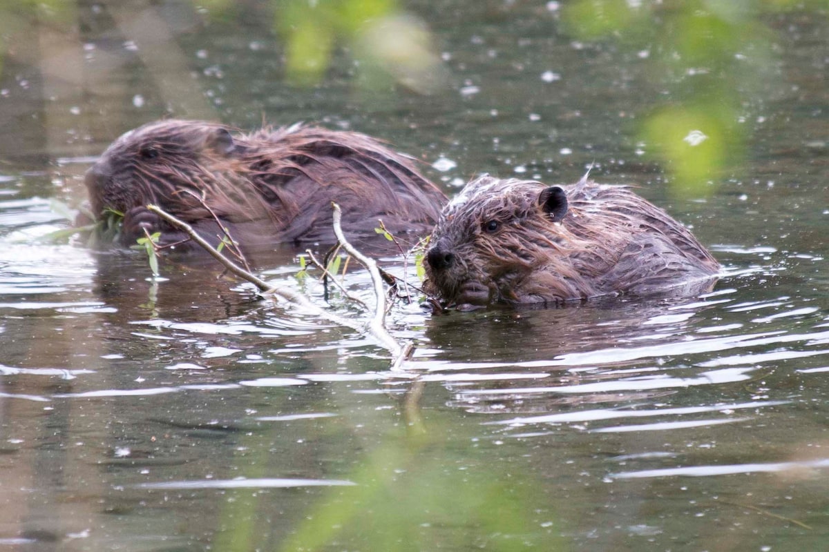 Beavers, moving deeper into the Far North, gnaw away at an Arctic way of life