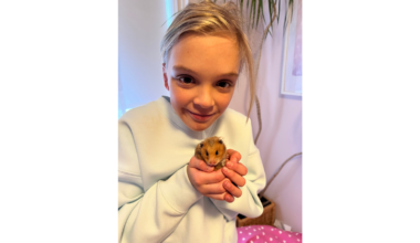 hamster adopted from Toronto Humane Society