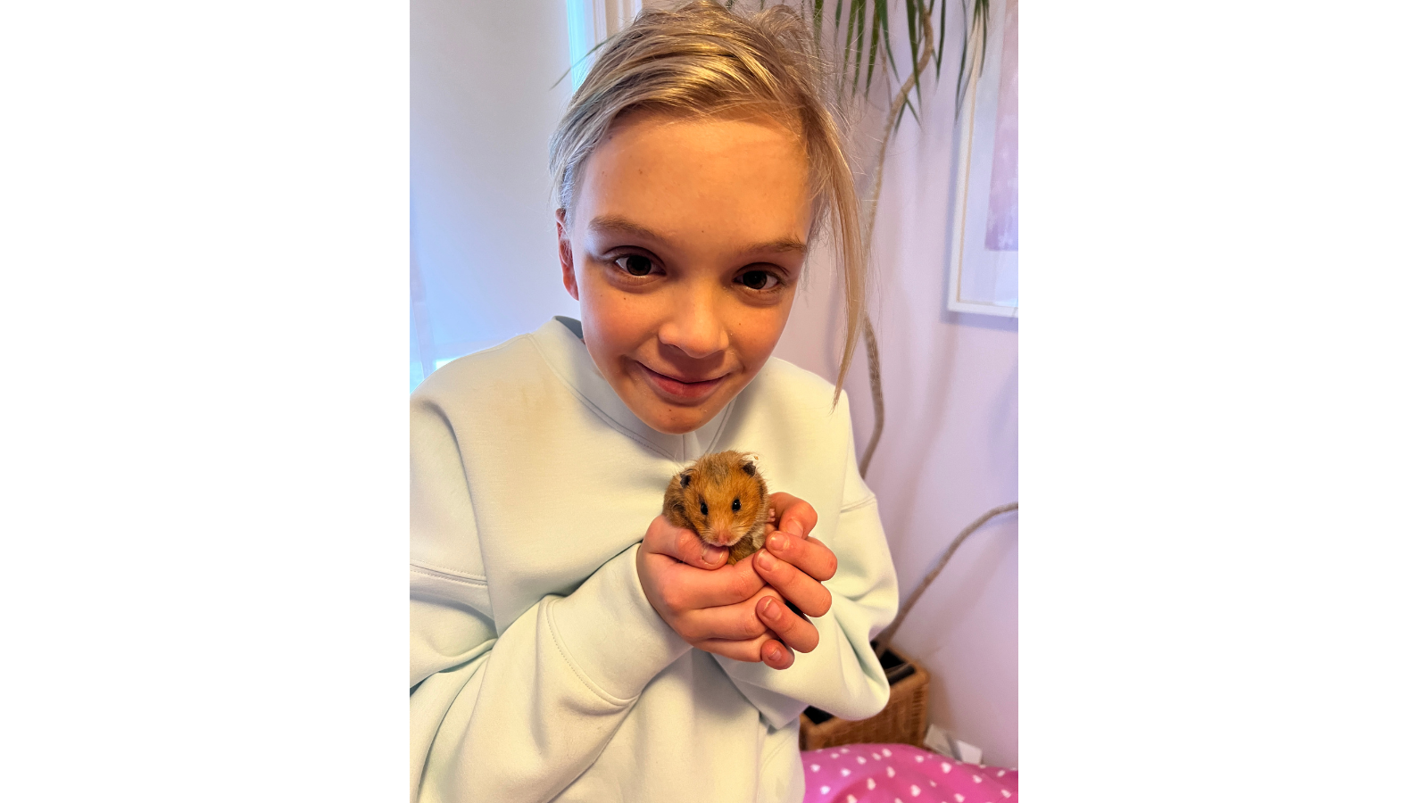 hamster adopted from Toronto Humane Society