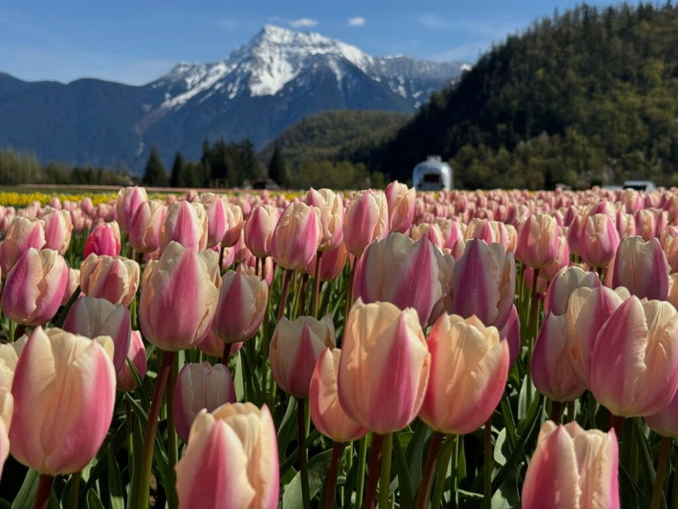 Harrison Tulip Festival