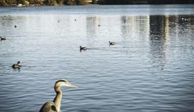 Heron in Stanley Park Vancouver - Miss604 Rebecca Bollwitt photo