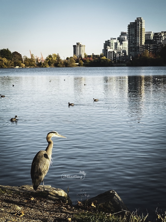 Heron in Stanley Park Vancouver - Miss604 Rebecca Bollwitt photo