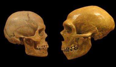 We Outlasted Neanderthals Thanks to One Key Difference, Study Suggests : ScienceAlert