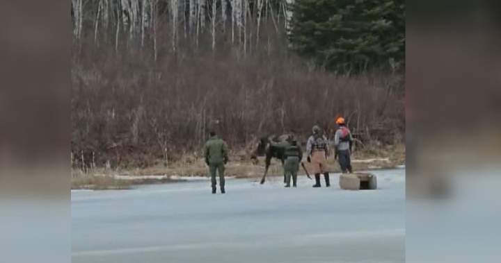 Moose rescued after falling through ice in Manitoba’s Nopiming Provincial Park - Winnipeg