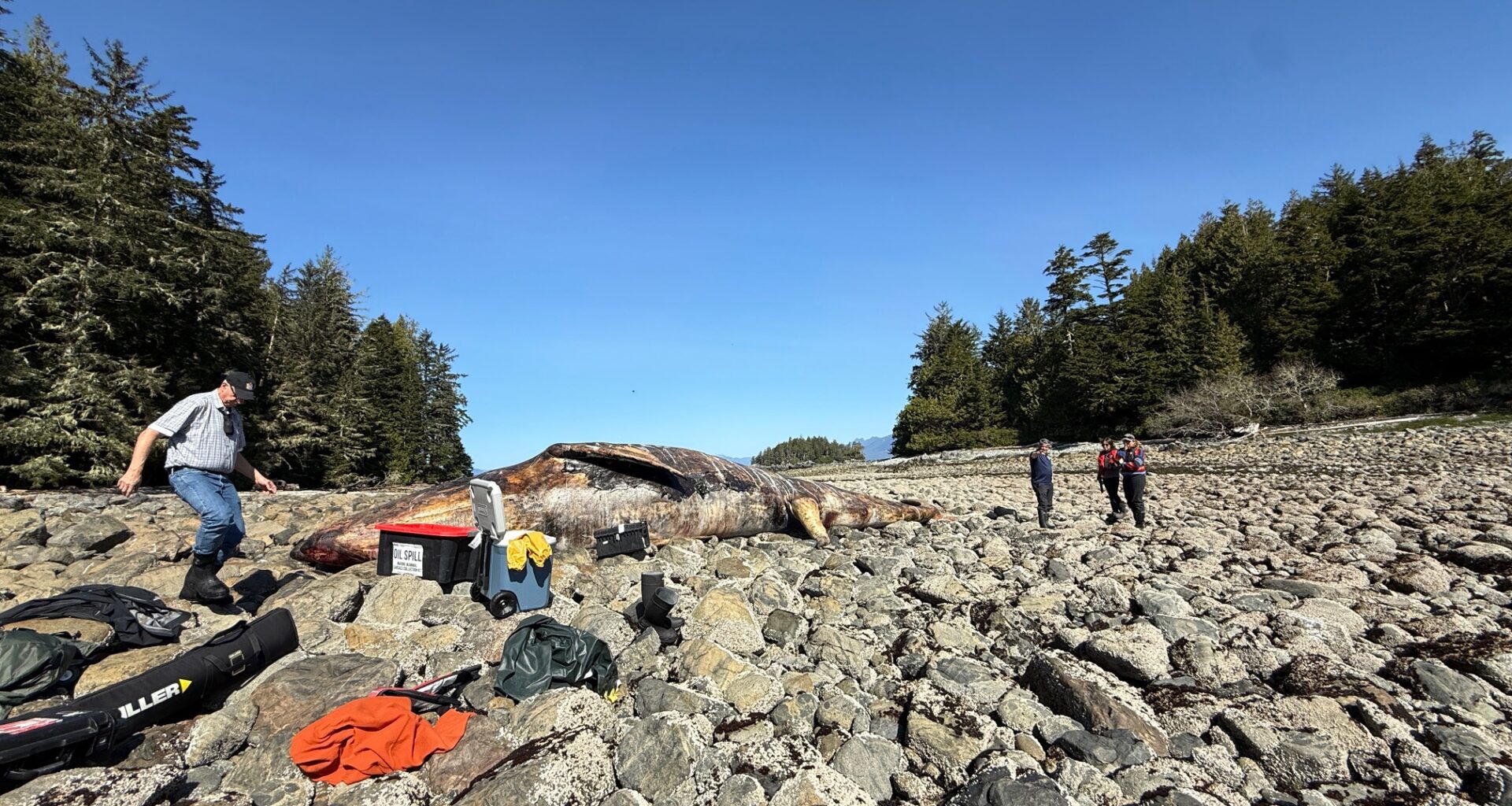 4 grey whales found dead in 10 days near Vancouver Island