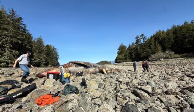 4 grey whales found dead in 10 days near Vancouver Island