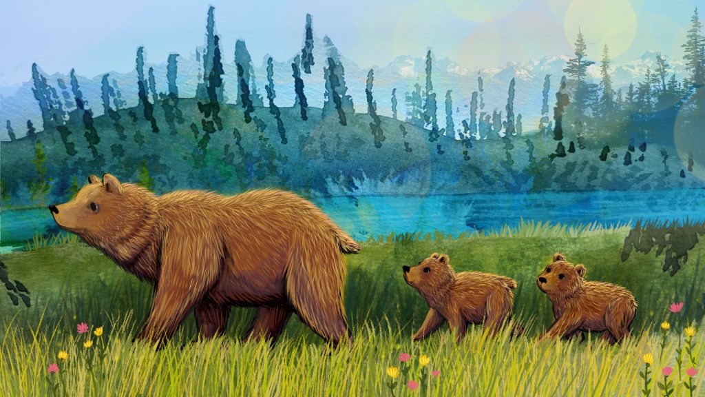 B.C. First Nations are bringing grizzlies back to the North Cascades