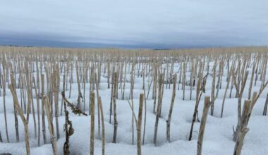 Spring snow coming as central Alberta farmers say fields in better shape than recent years