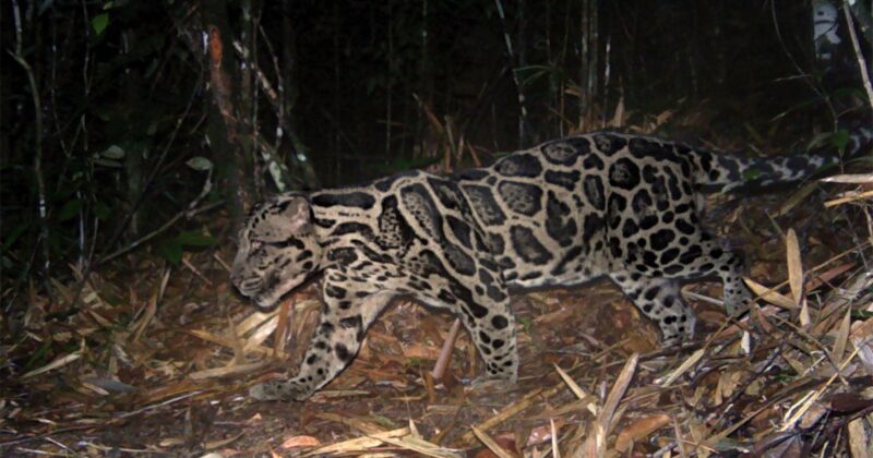 A clouded leopard with distinctive dark cloud-like markings walks through a forest at night, surrounded by leaf litter and dense vegetation.