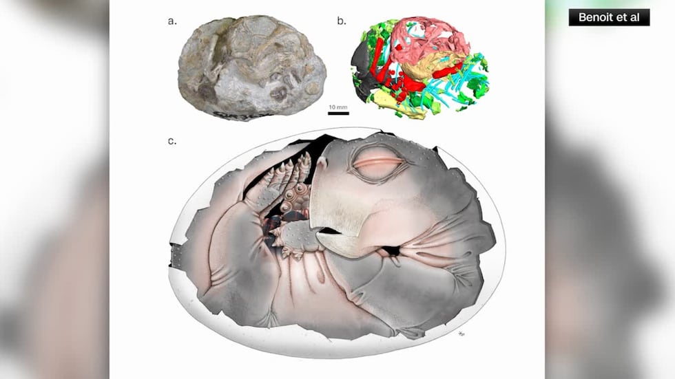 Researchers said a fossil found in South Africa proves for the first time that mammal...