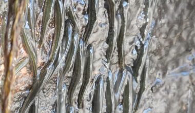 Thousands of small fish defy gravity to climb a Congo waterfall