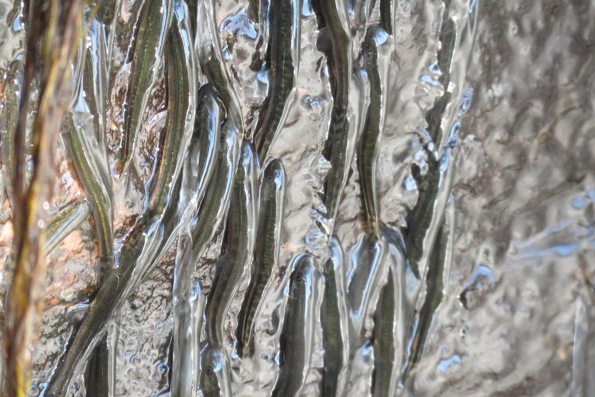 Thousands of small fish defy gravity to climb a Congo waterfall