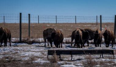 Southwest-raised bison return to traditional grounds - SwiftCurrentOnline.com