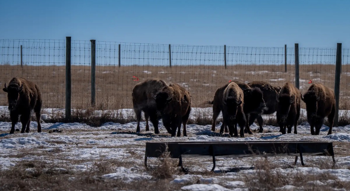 Southwest-raised bison return to traditional grounds - SwiftCurrentOnline.com