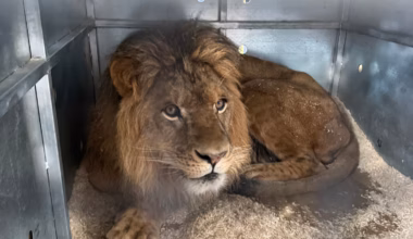Missing lion cub is reunited with family after rescue