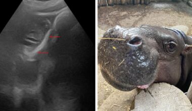 Toronto Zoo’s pygmy hippo is pregnant