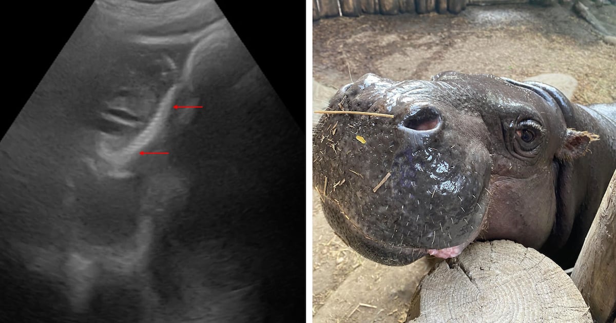 Toronto Zoo’s pygmy hippo is pregnant