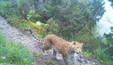 Leopard in Lapchi Valley, Himalayas, Nepal