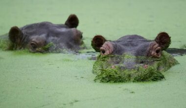 Colombians are divided over the fate of hippos linked to Pablo Escobar - CTV News
