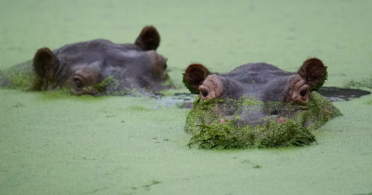 Colombians are divided over the fate of hippos linked to Pablo Escobar - CTV News