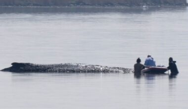 German bid to rescue ‘Timmy’ the whale passes key hurdle - CTV News