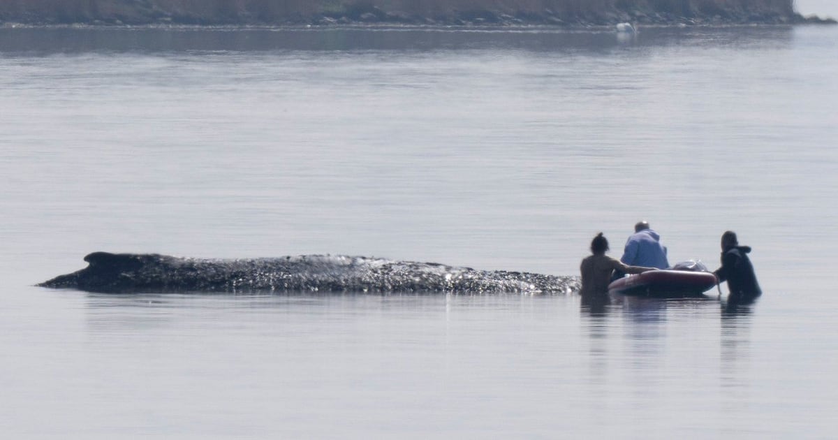 German bid to rescue ‘Timmy’ the whale passes key hurdle - CTV News