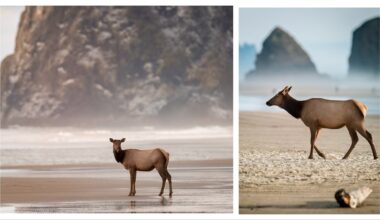 Cowboy State Daily logo