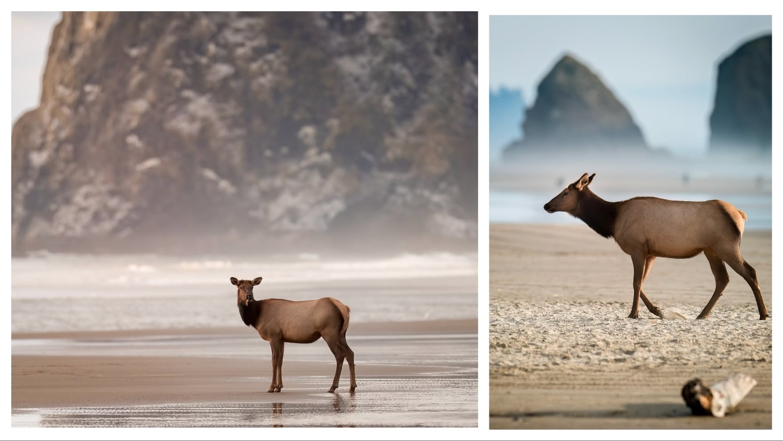 Cowboy State Daily logo