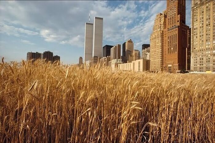 Wheatfield - A Confrontation