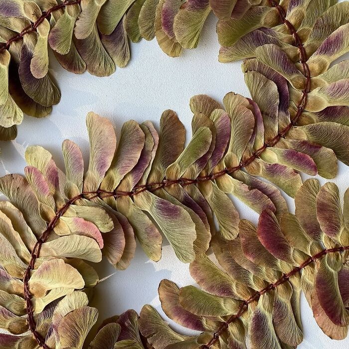Maple Samara