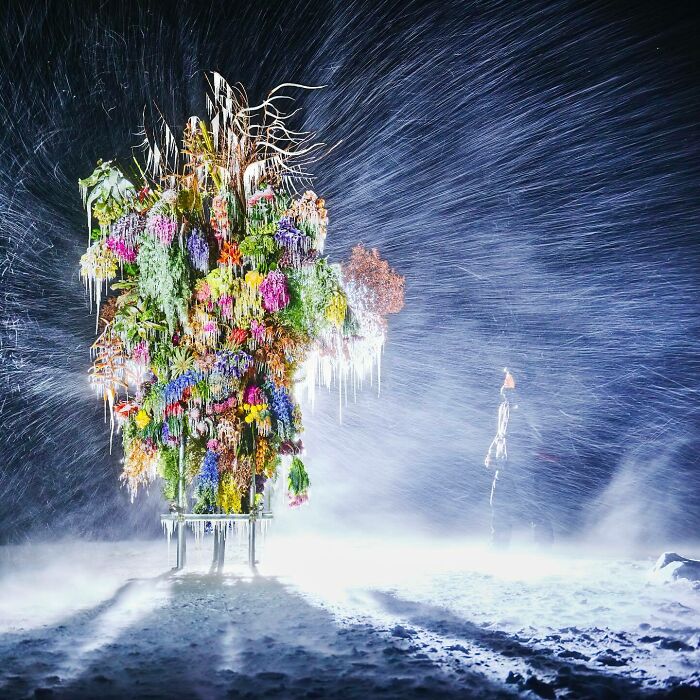 Frozen Flowers