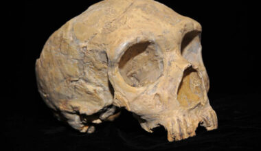 Neanderthal skull