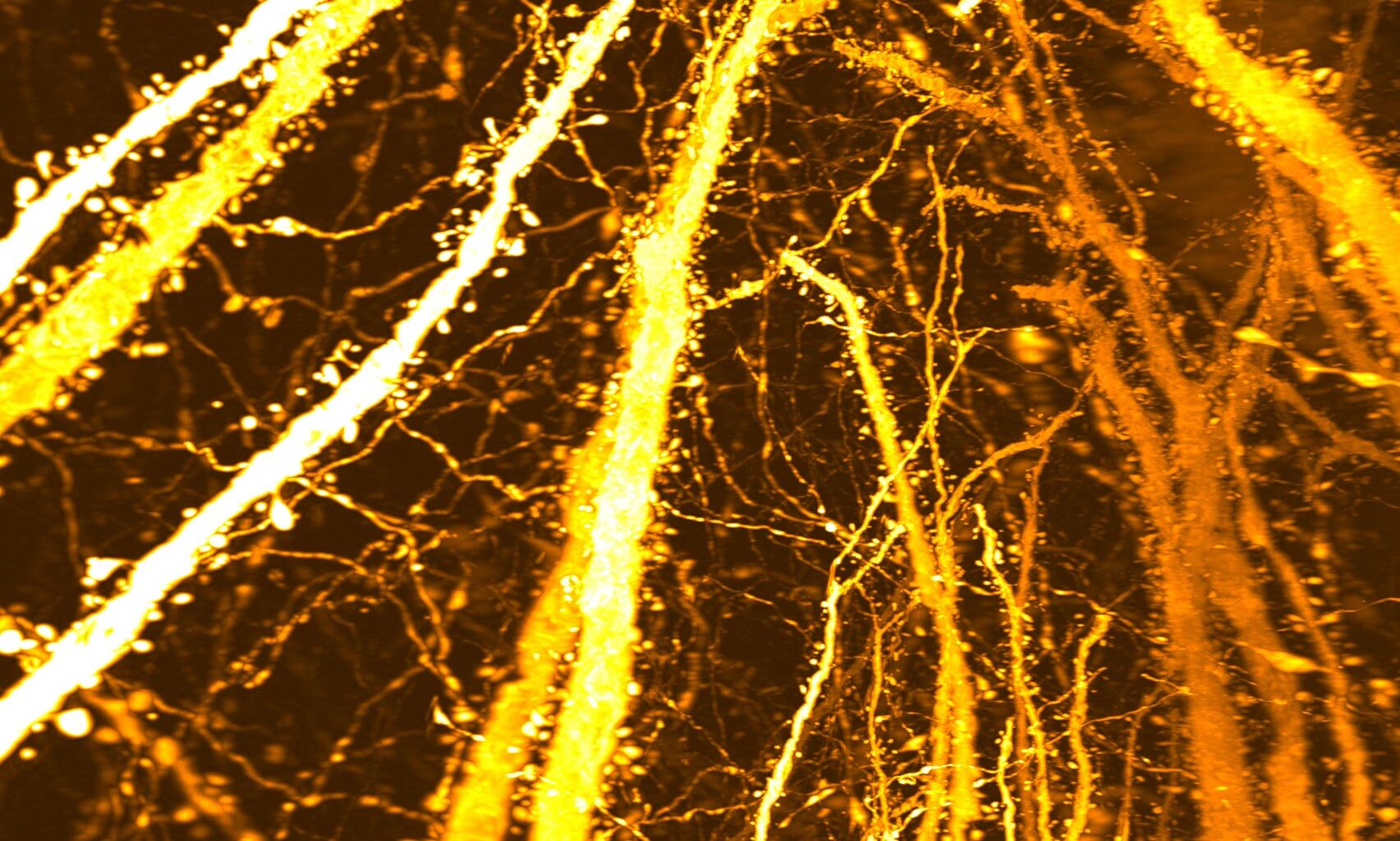 New Synaptic Formation Adolescent Brain