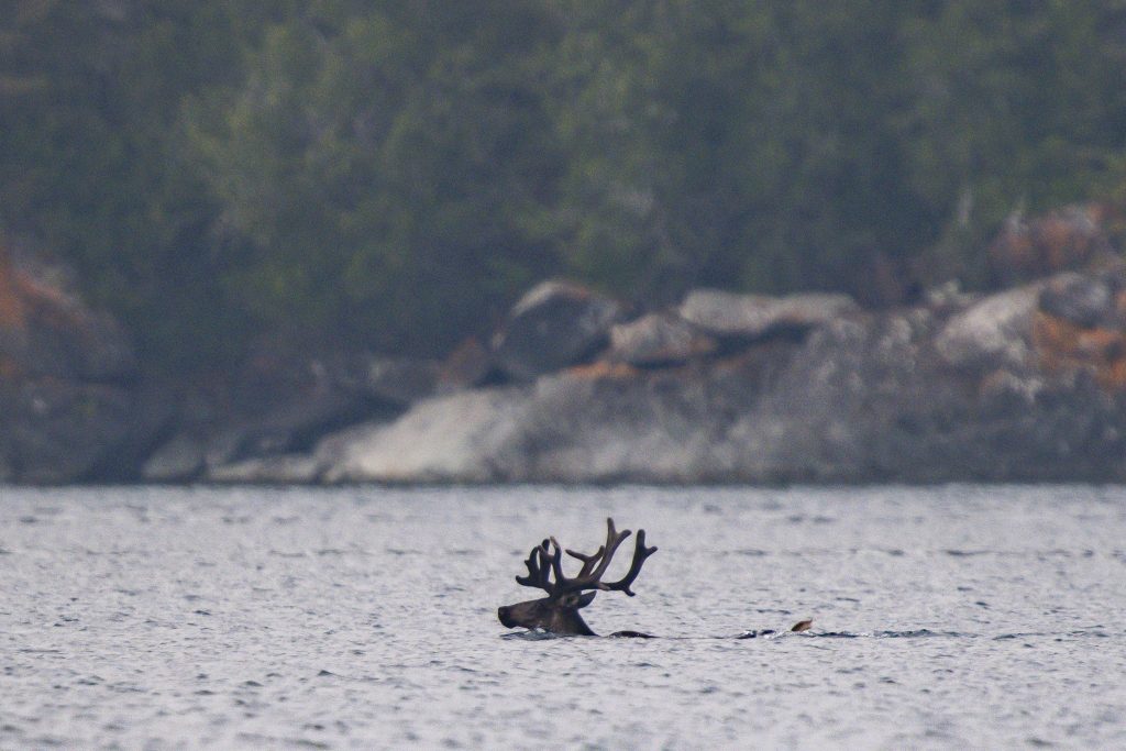 A caribou swims across a lake, with only its head and antlers visible above the water.
