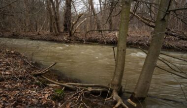 A stream flows through a forested area in early spring, before the buds or any green vegetation has emerged.