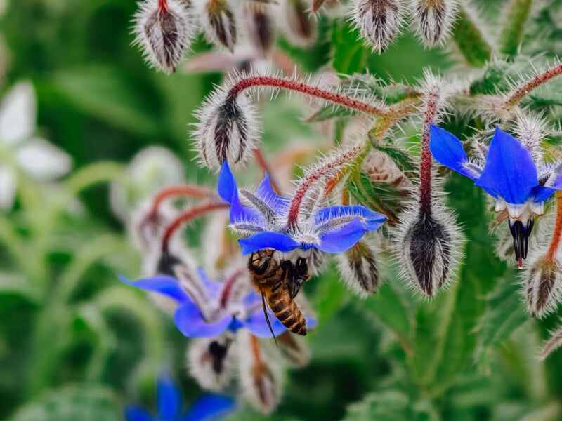 A bee collects nectar from a vibrant blue, star-shaped borage flower, surrounded by fuzzy green stems and flower buds, with a blurred green background.