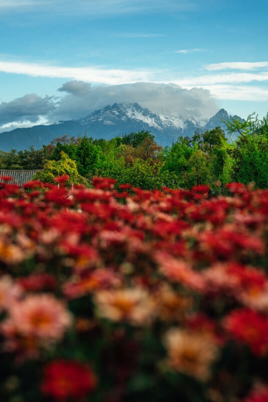 Snow-capped mountains under a partly cloudy sky rise in the distance, framed by green trees and a foreground filled with vibrant red and orange flowers in soft focus.