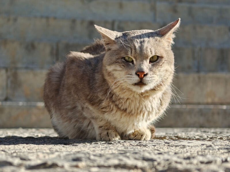 A grey tabby cat with green eyes sits on a sunlit stone surface, staring directly at the camera with its ears slightly back. Blurred stone steps are visible in the background.