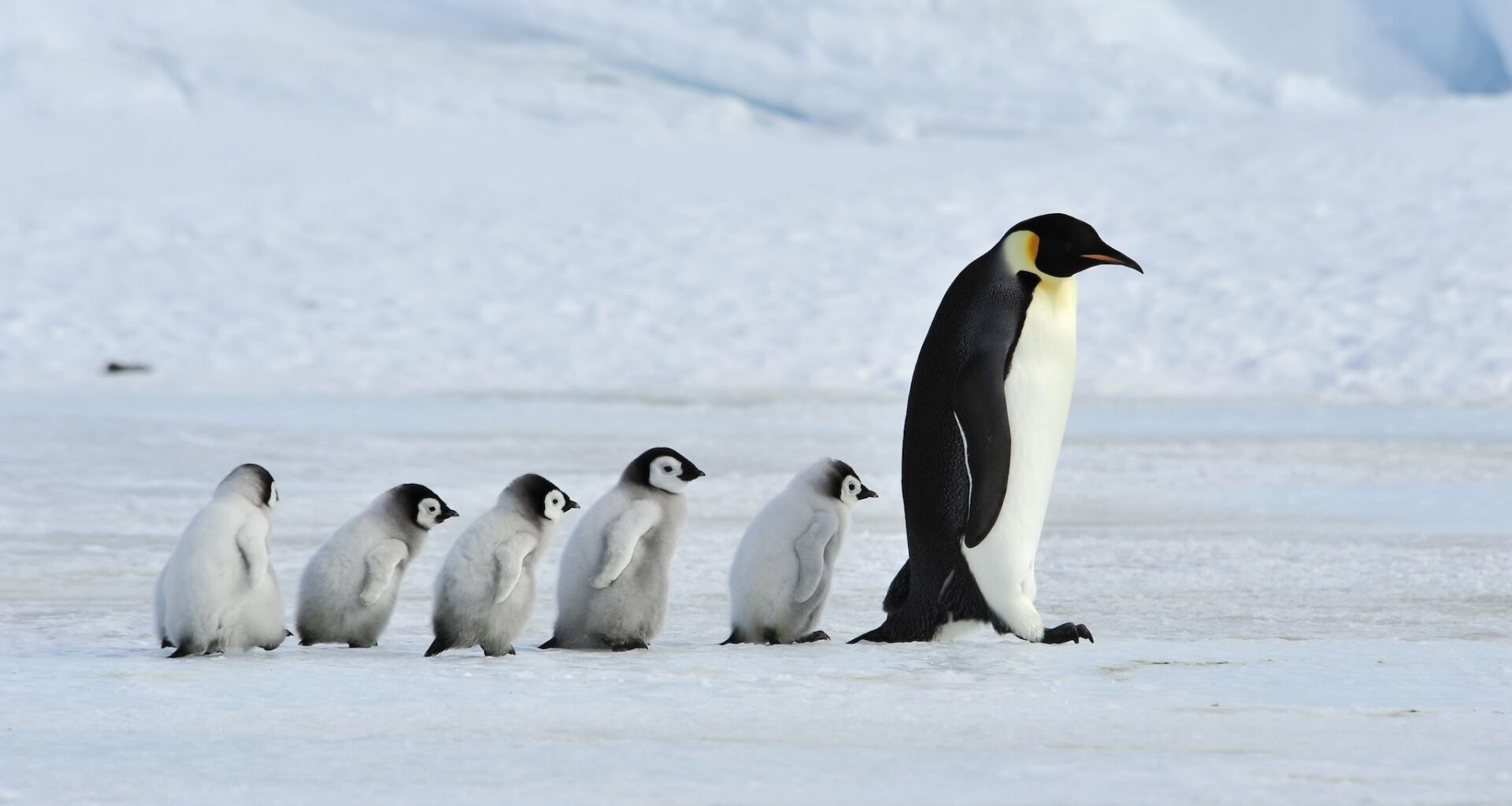 Explore Antarctica in Calgary with National Geographic Live