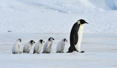 Explore Antarctica in Calgary with National Geographic Live