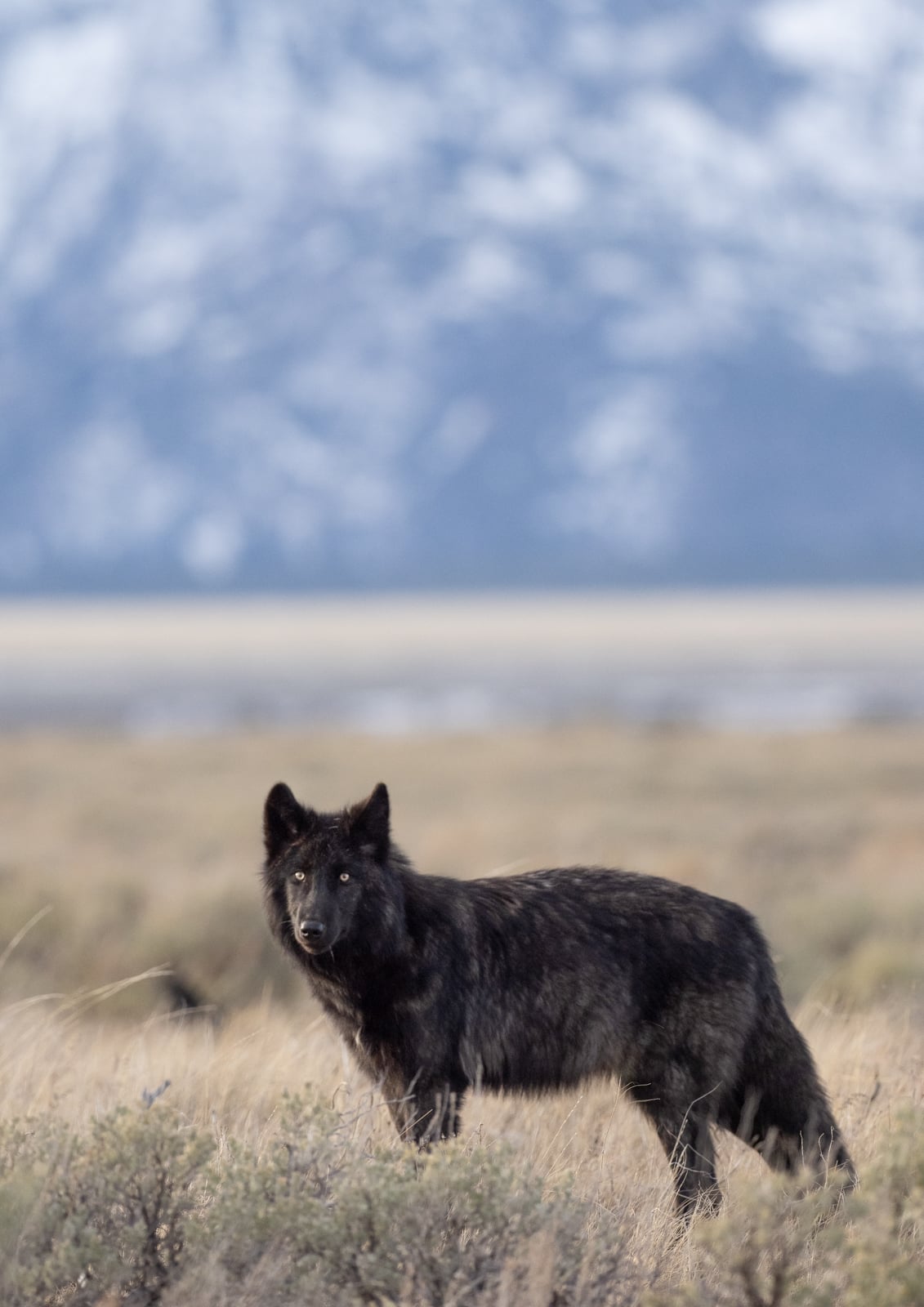 A black wolf stands in tall grass, looking towards the camera, with blurred mountains and a snowy landscape in the background.