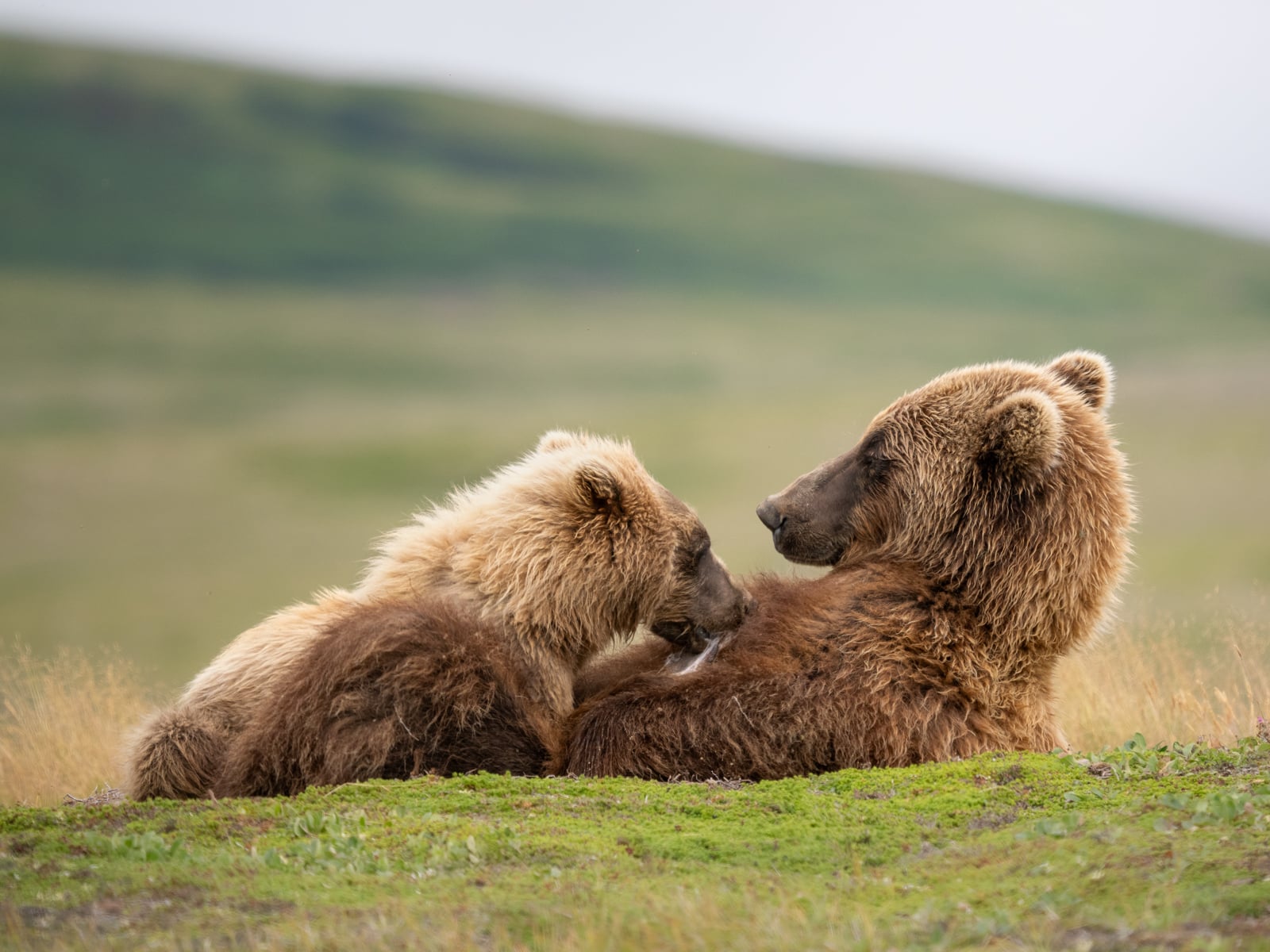 Two brown bears lie on grassy ground facing each other, one with lighter fur and the other with darker fur. A blurred green hill is visible in the background under a cloudy sky.