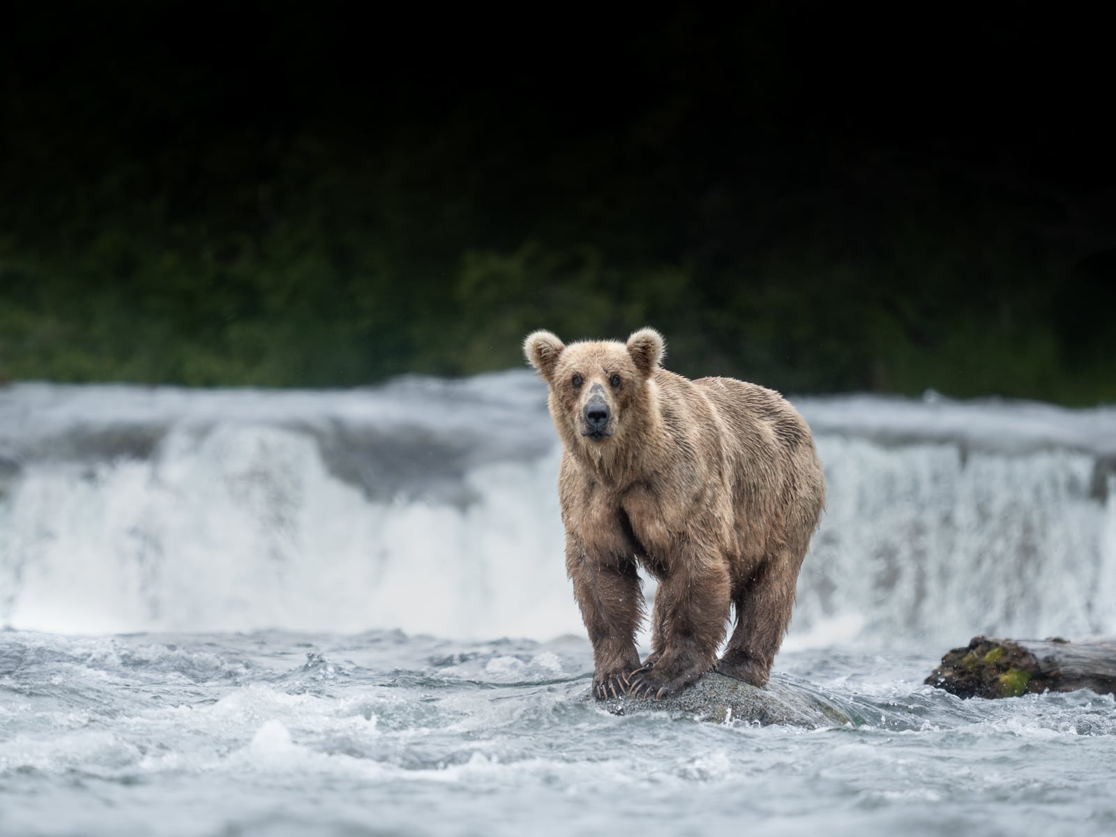 A brown bear stands on a rock in a river with water flowing around it and a waterfall in the background, surrounded by lush greenery.