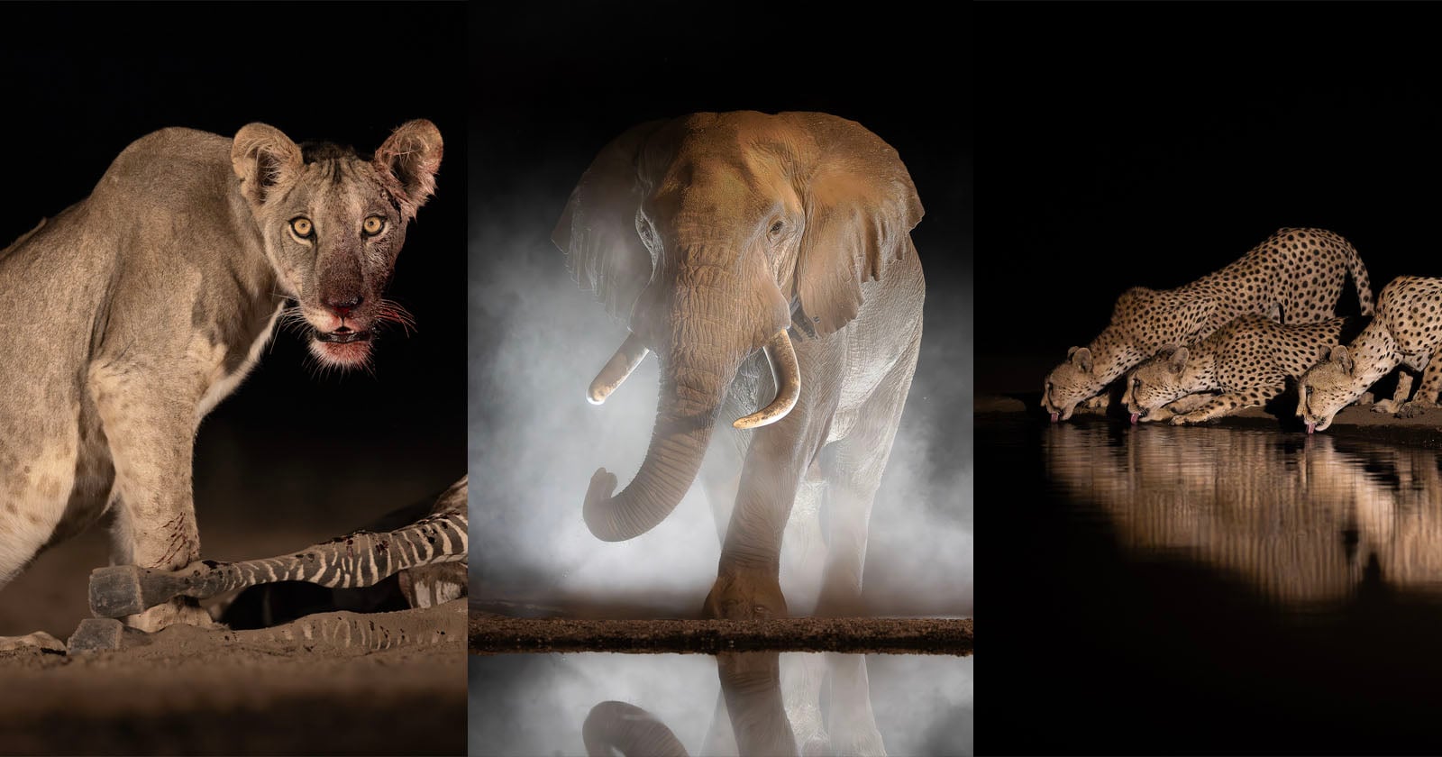 A lion stands near a carcass, an elephant emerges through mist, and cheetahs drink from a waterhole at night, all set against dark backgrounds.