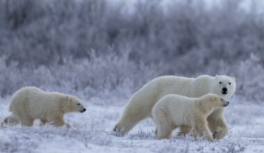 Polar Bear with cubs