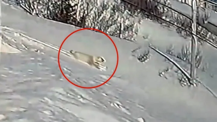 Permission granted: Tobogganing polar bear in Newfoundland