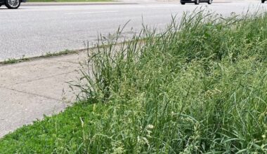 Mississauga proposing new framework for lawns