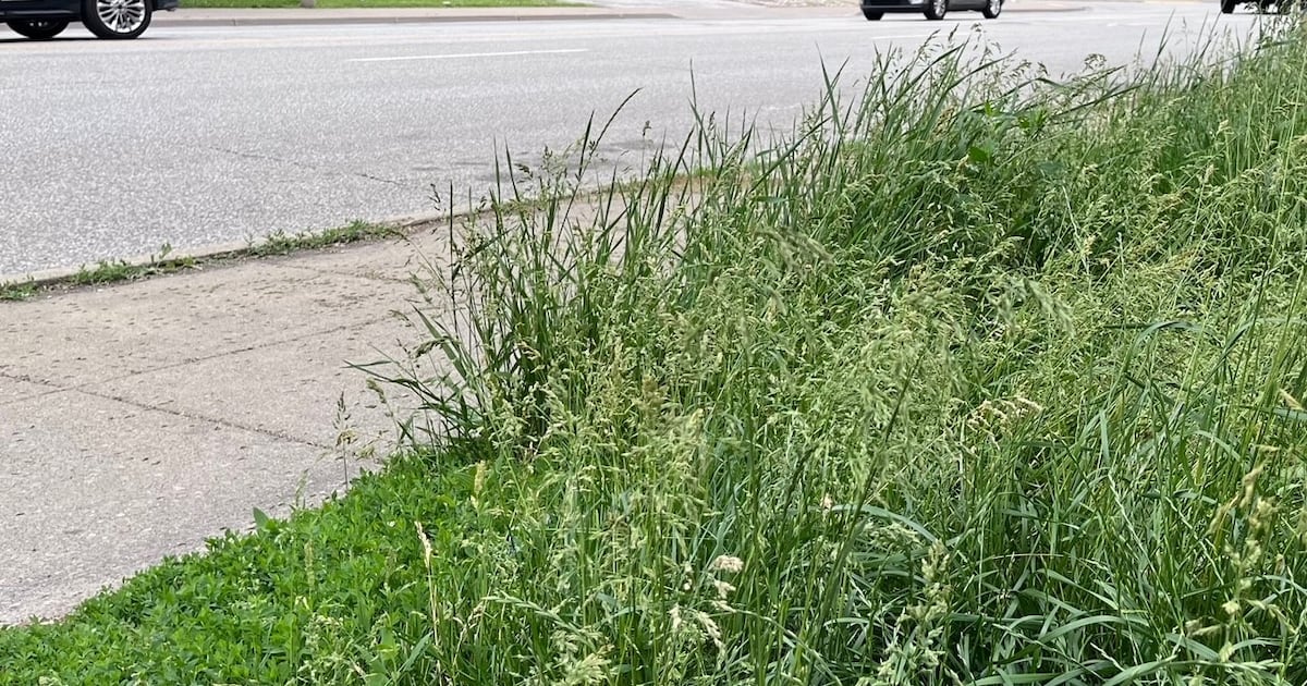 Mississauga proposing new framework for lawns