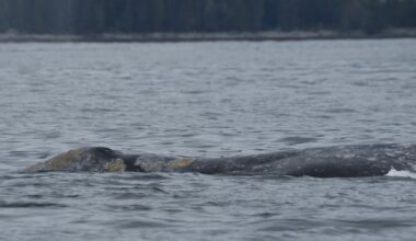 ‘Bag of bones’: Grey whales dying off B.C.’s coast, part of trend amid food scarcity - CTV News
